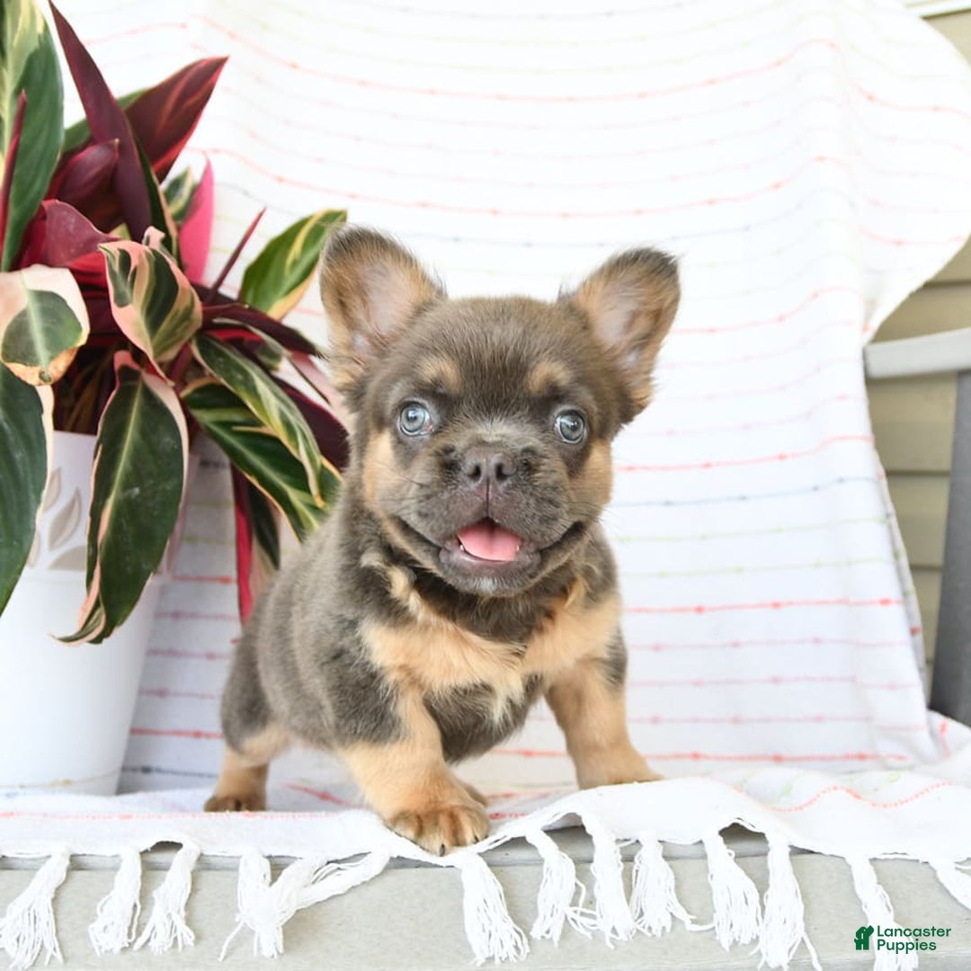 French Bulldog dogs for sale: Luca - Image 9