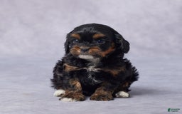 Cavapoo dogs for sale: Diego - Image 5
