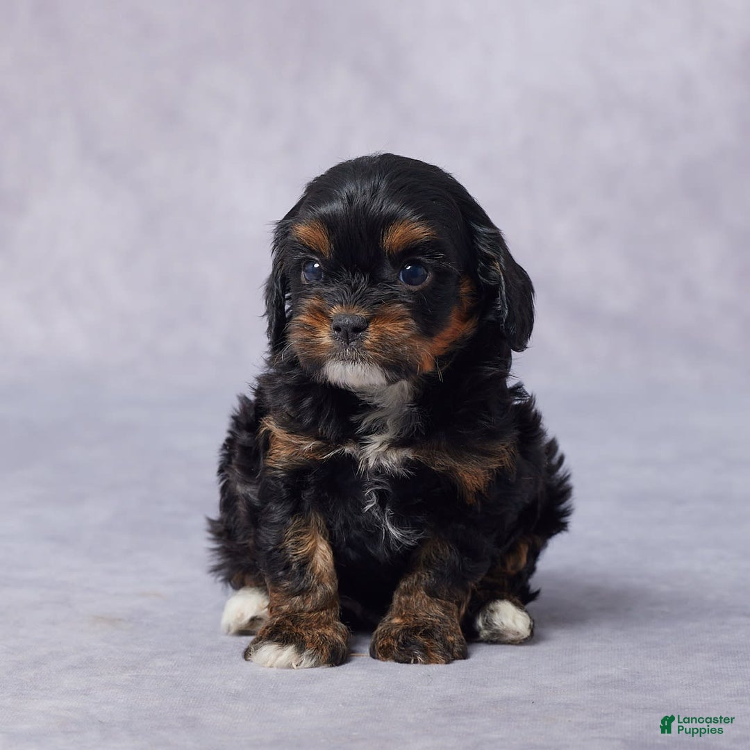 Cavapoo dogs for sale: Diego - Image 5