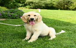 Golden Retriever dogs for sale: April - Image 4