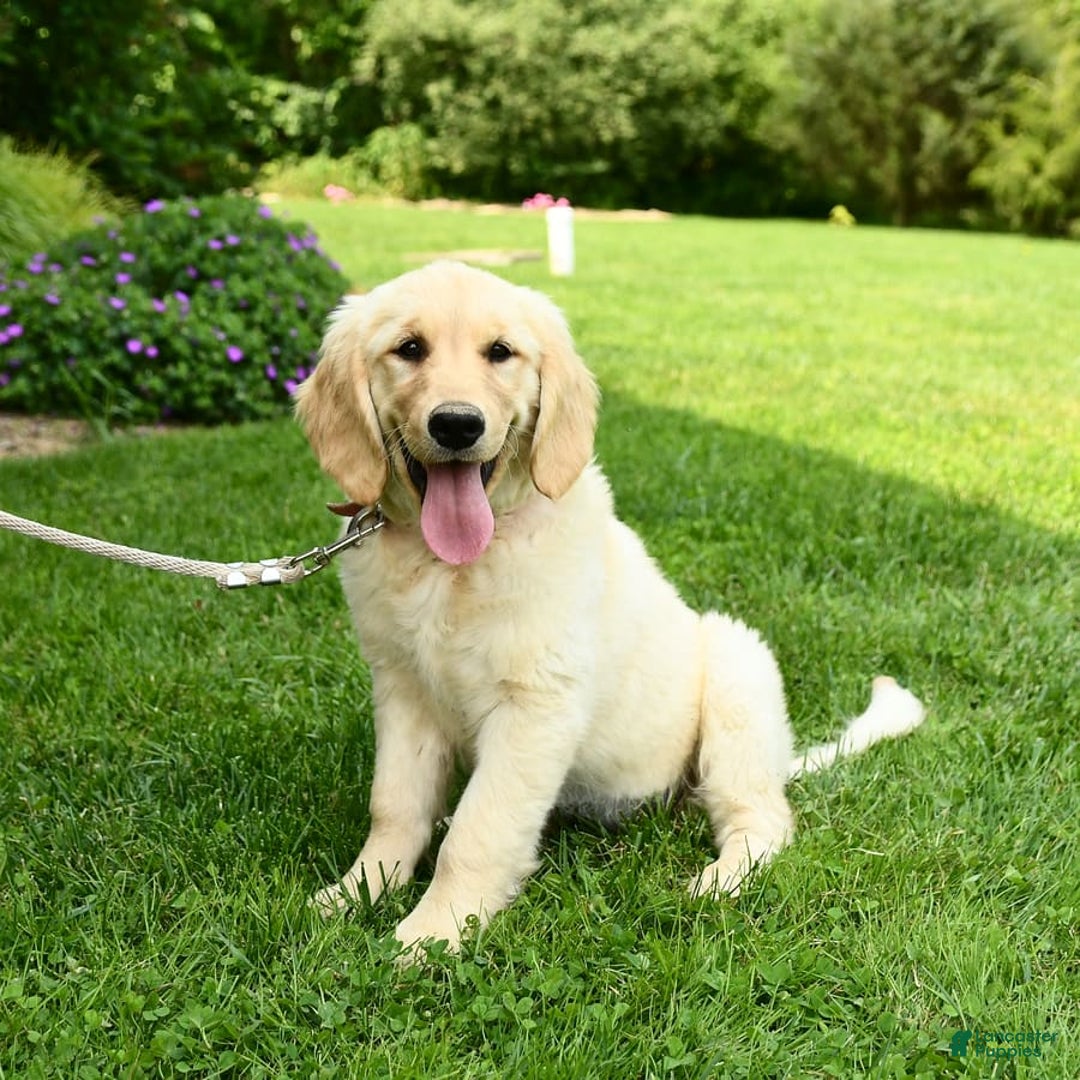 Golden Retriever dogs for sale: April - Image 4