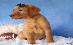 Labrador Retriever dogs for sale: Red Fox George - Image 3