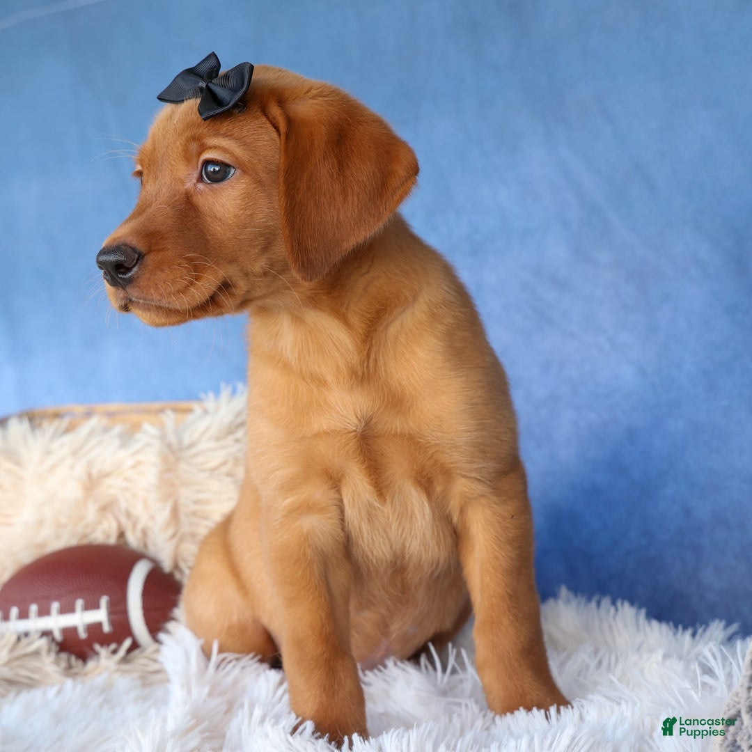 Labrador Retriever dogs for sale: Red Fox George - Image 3