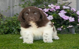 Newfoundland dogs for sale: Willow - Image 4