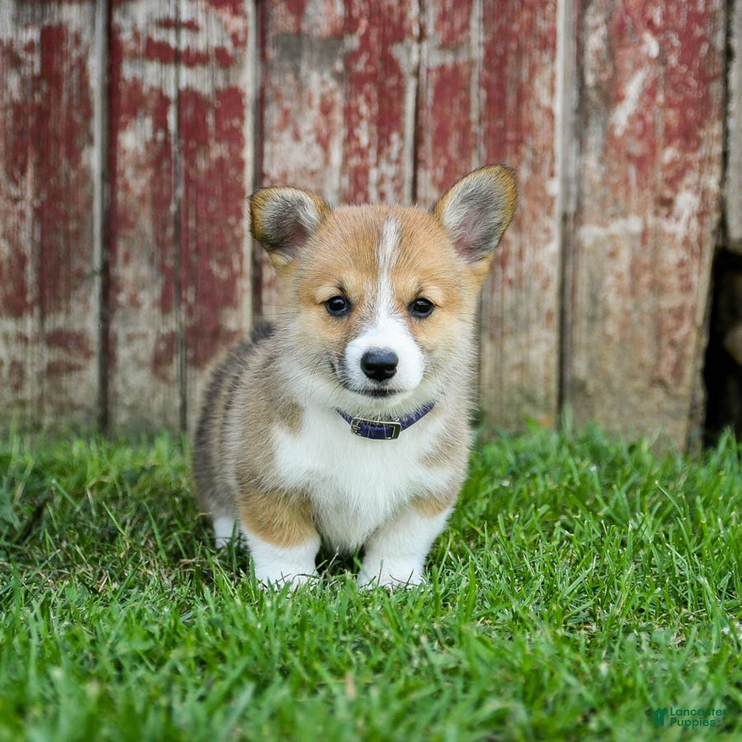 Welsh Corgi Pembroke dogs for sale: Welsh Corgi (Pembroke) 8 puppies - Image 2