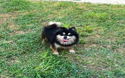 Pomeranian dogs for sale: Annabelle - Image 5