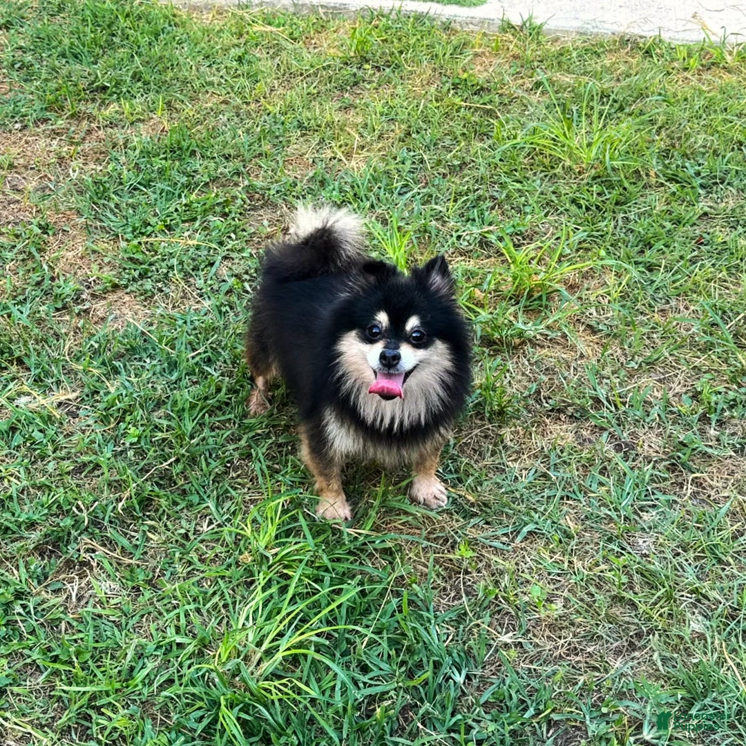 Pomeranian dogs for sale: Annabelle - Image 5