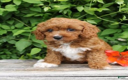 Cavapoo dogs for sale: Cavapoo 5 puppies - Image 6
