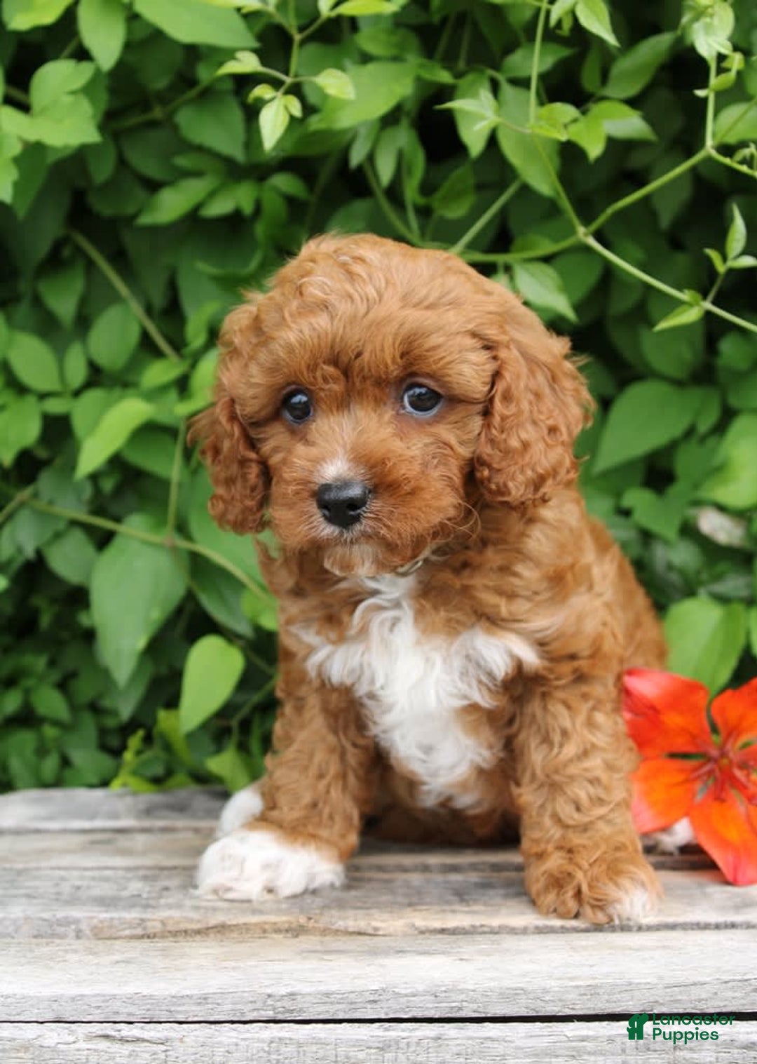 Cavapoo dogs for sale: Cavapoo 5 puppies - Image 6