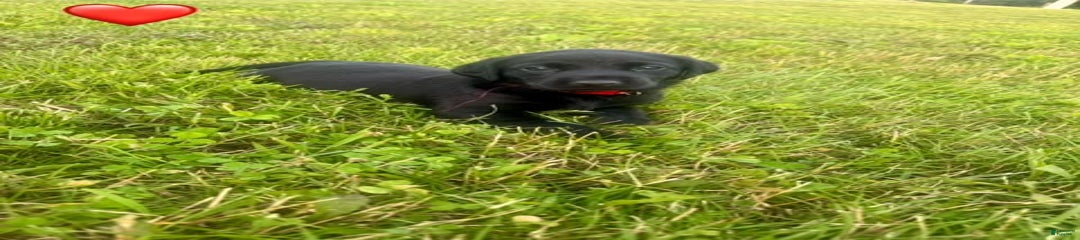 Male Black Red Collar