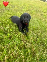 Male Black Red Collar