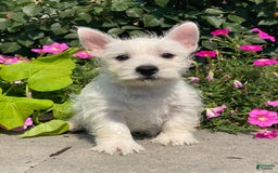 West Highland Terrier dogs for sale: Wynona - Image 4