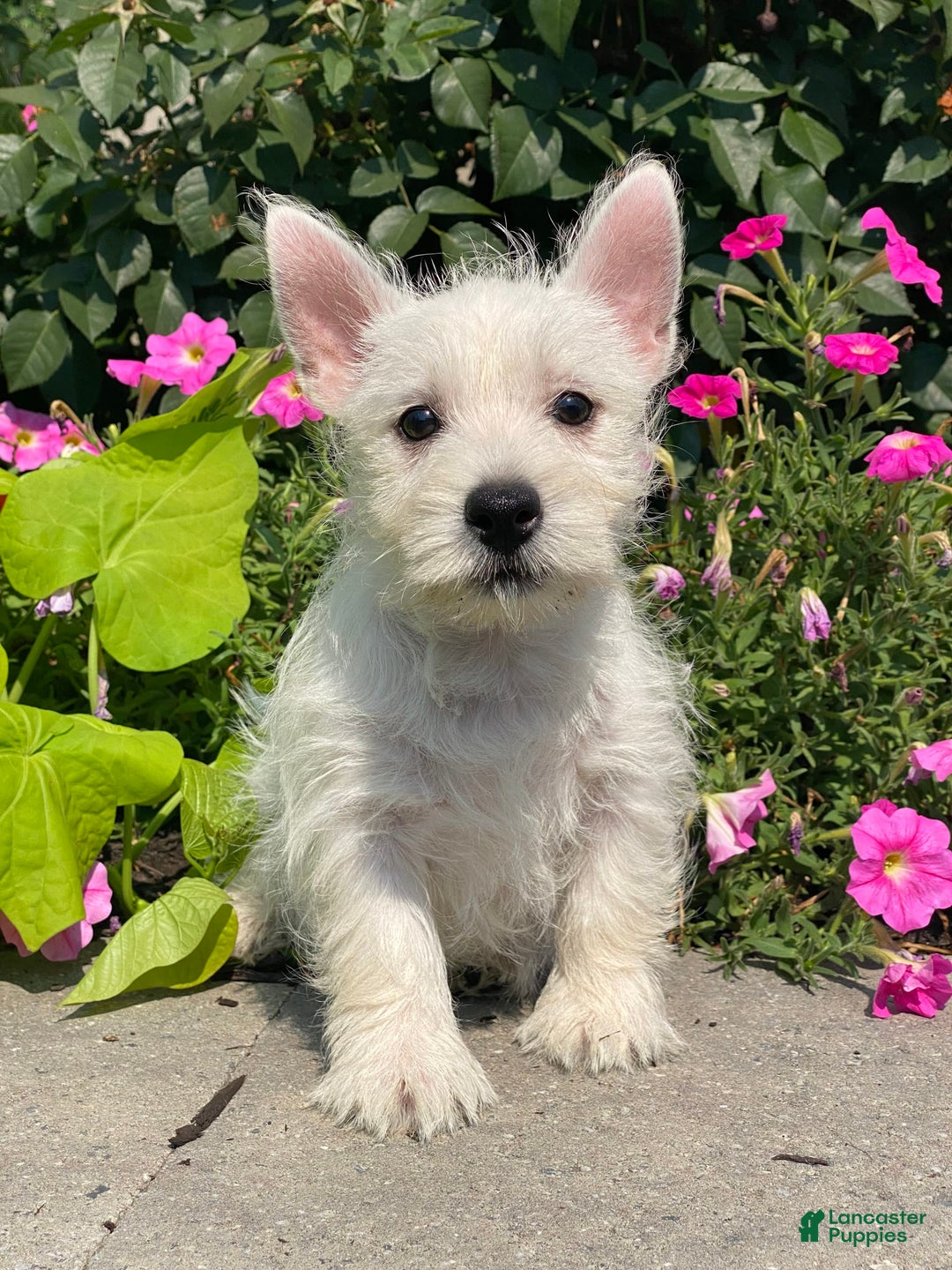 West Highland Terrier dogs for sale: Wynona - Image 4