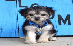 Morkie dogs for sale: Mason - Image 4