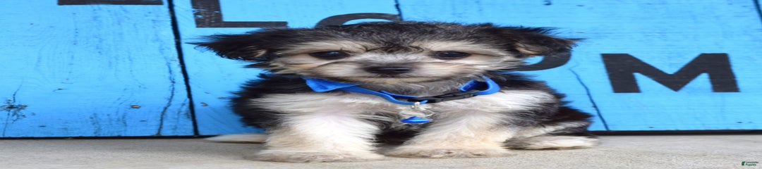 Mason