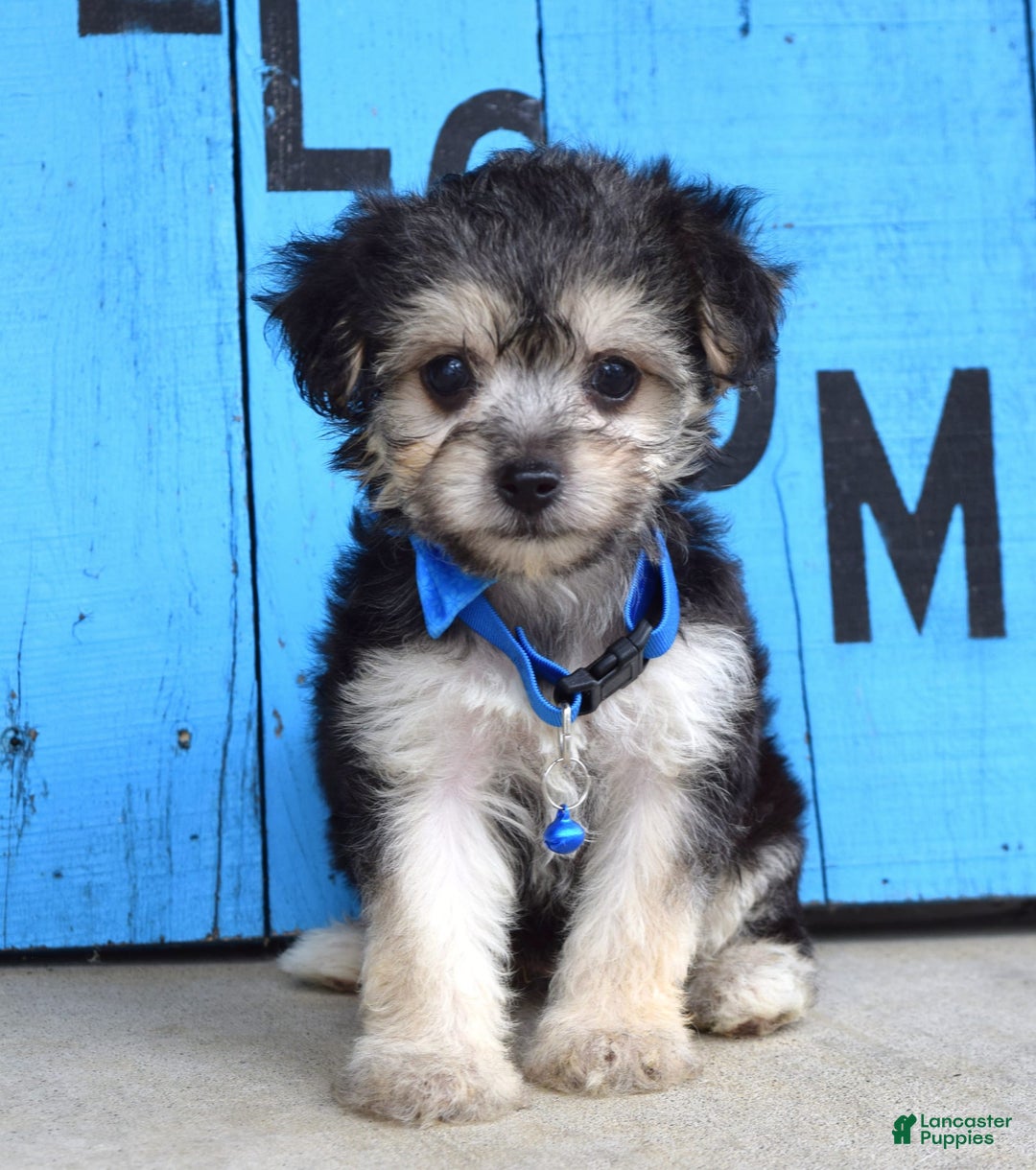 Morkie dogs for sale: Mason - Image 4