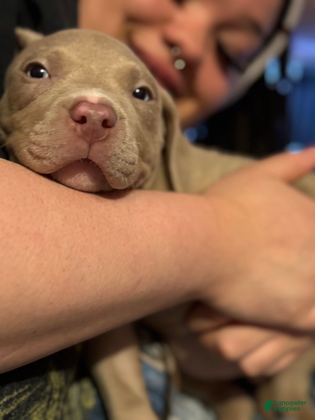 American Bully dogs for sale: Loc - Image 2