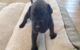 South African Boerboels dogs for sale: Biggie - Image 5