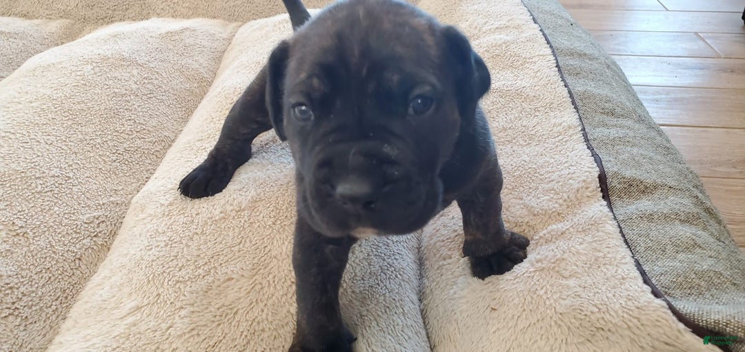 South African Boerboels dogs for sale: Biggie - Image 5