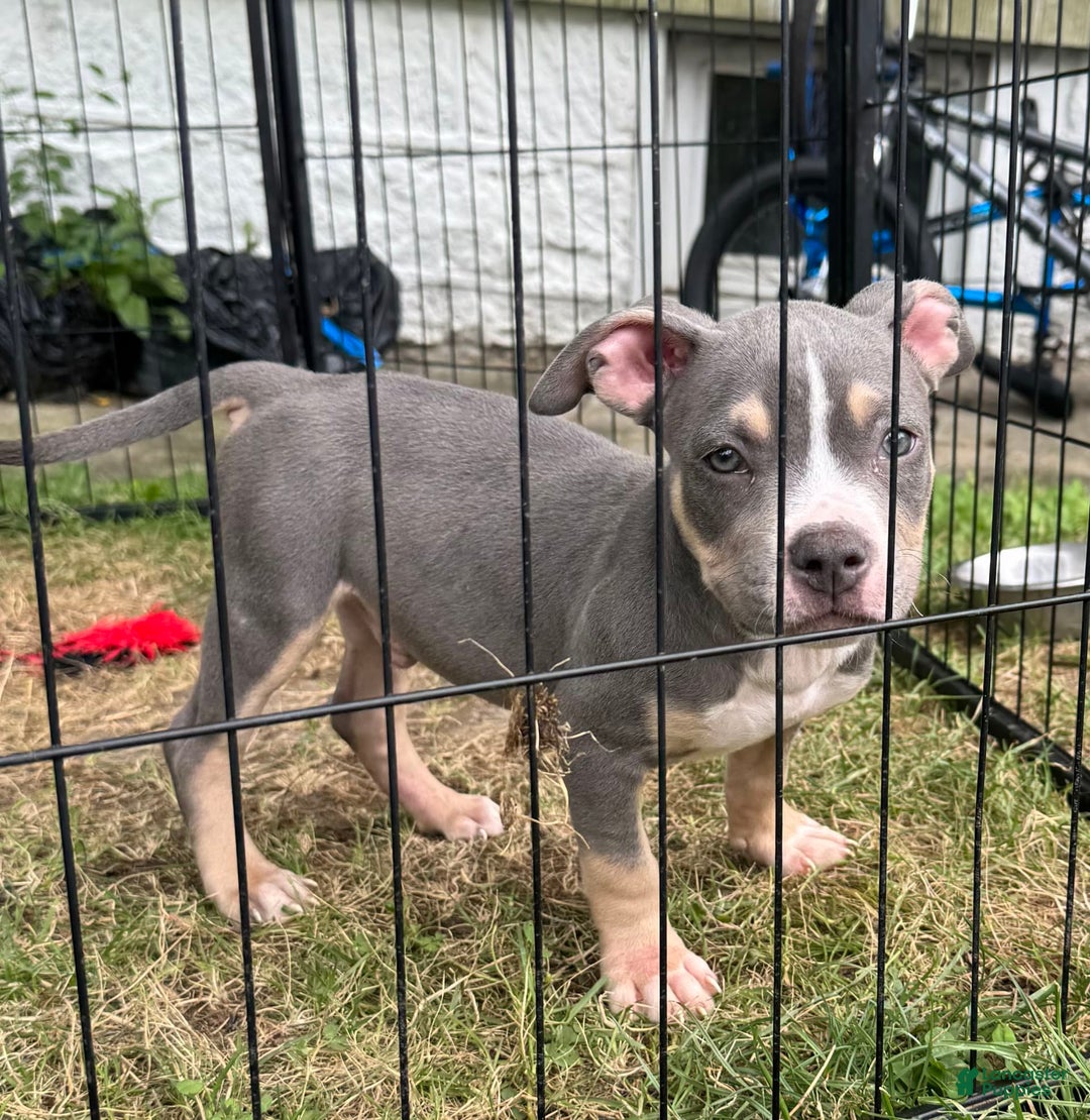 American Bully dogs for sale: Light Blue - Image 2