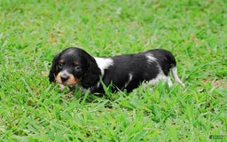 Dachshund dogs for sale: Akc Prince - Image 5