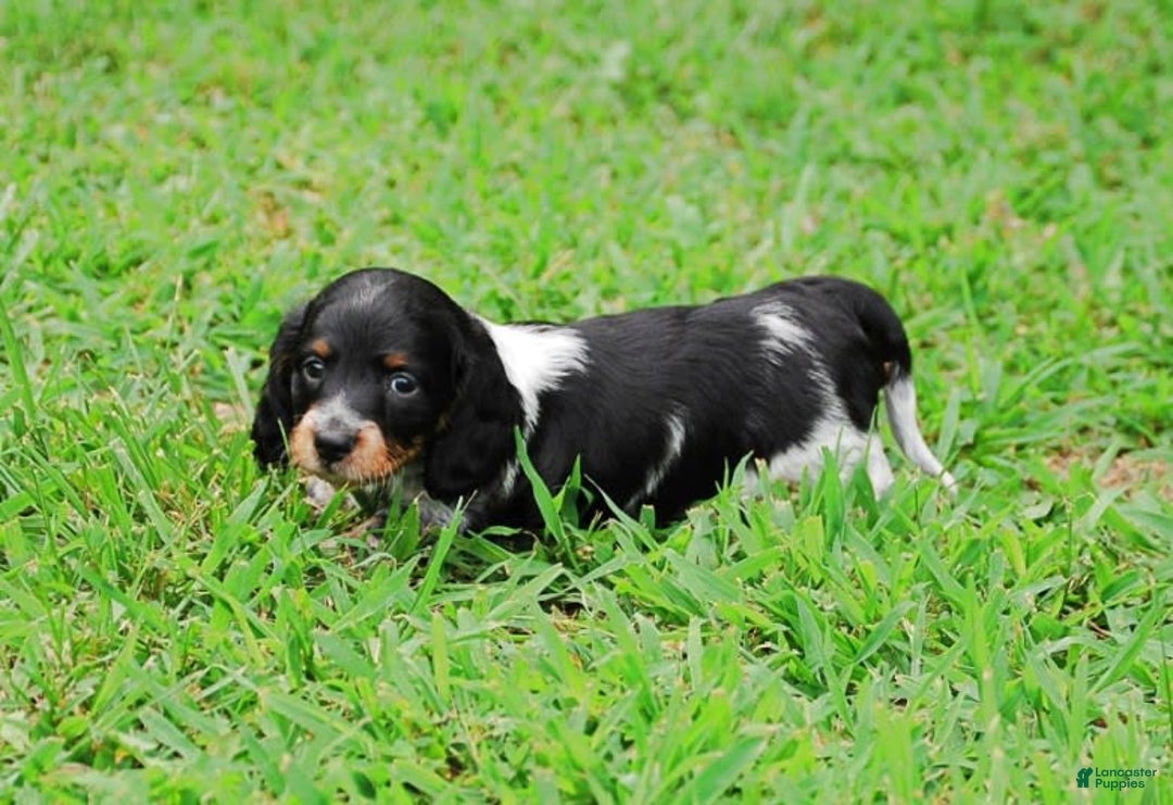 Dachshund dogs for sale: Akc Prince - Image 5