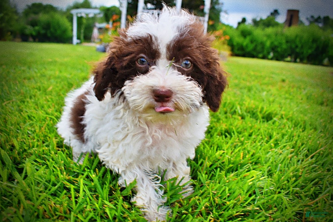 Havapoo dogs for sale: Bella - Image 12