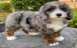 Mini Bernedoodle dogs for sale: 💙 Boston Ma 💙 Mini Bernedoodle - Image 6