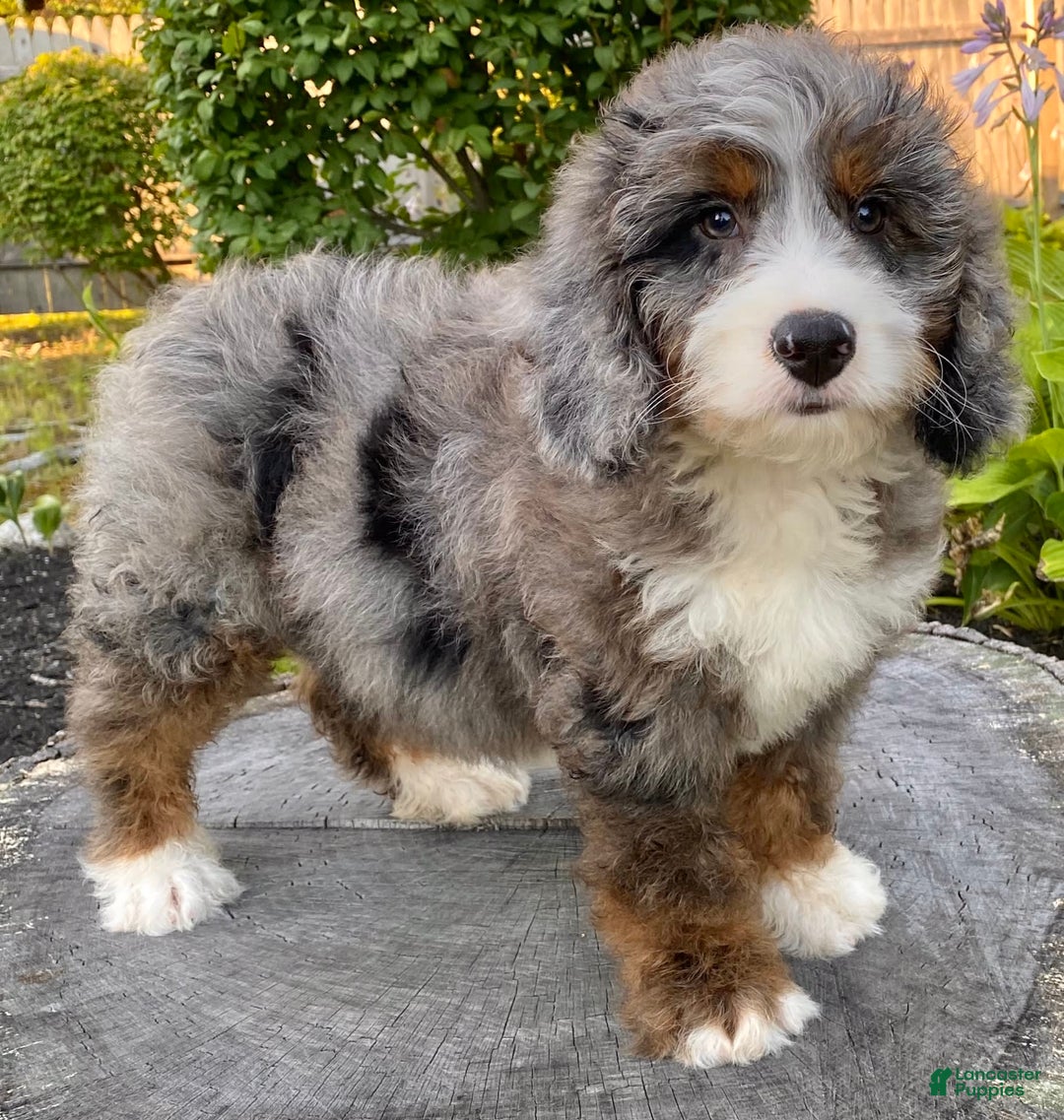 Mini Bernedoodle dogs for sale: 💙 Boston Ma 💙 Mini Bernedoodle - Image 6