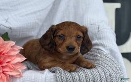 Miniature Dachshund dogs for sale: Teddy - Image 12