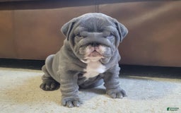 English Bulldog dogs for sale: Lilly - Image 2