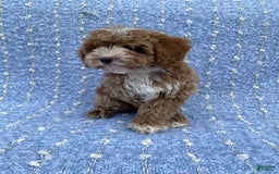 Cavapoo dogs for sale: Chester - Image 1
