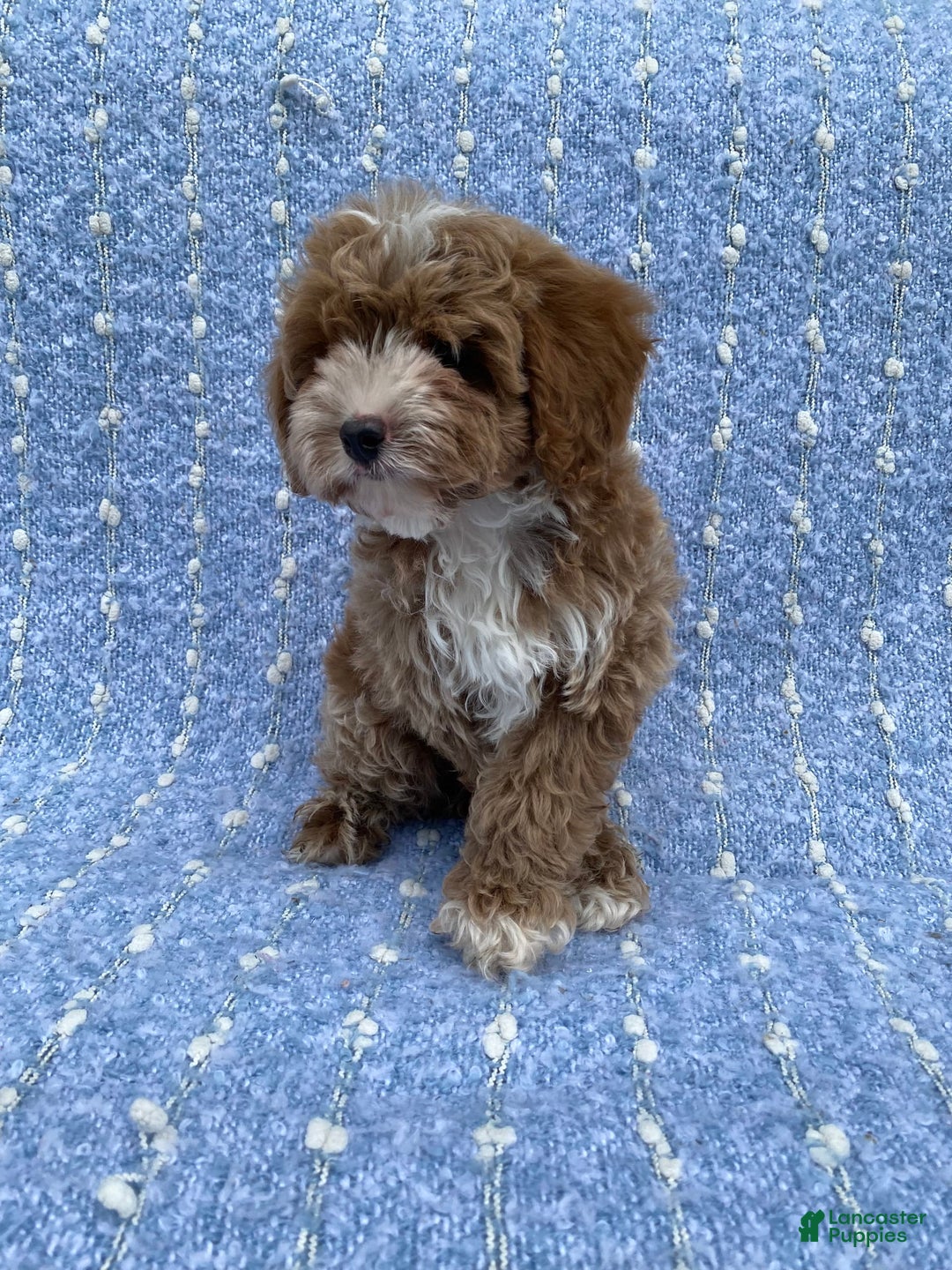 Cavapoo dogs for sale: Chester - Image 1