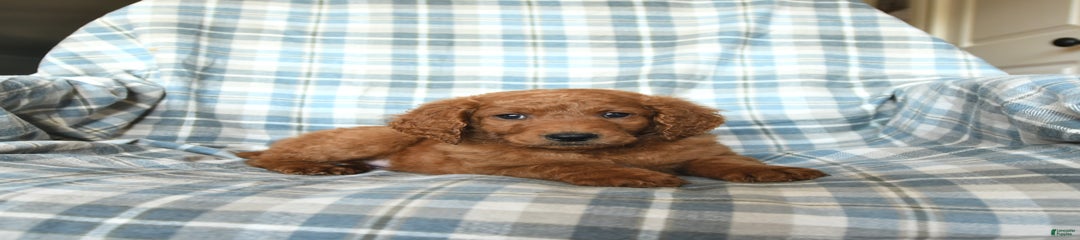 Samson
