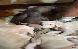 Doberman Pinscher dogs for sale: Little Man - Image 5