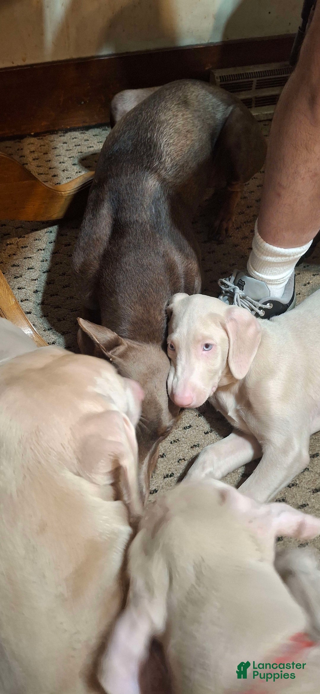 Doberman Pinscher dogs for sale: Little Man - Image 5