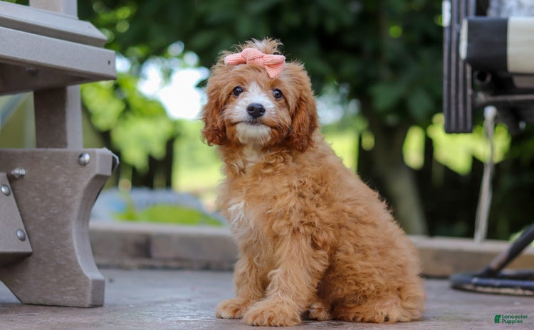 Cavapoo dogs for sale - Ad 4