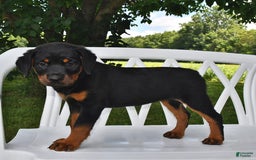 Rottweiler dogs for sale: Lexi - Image 4
