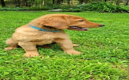 Golden Retriever dogs for sale: Nova - Image 3