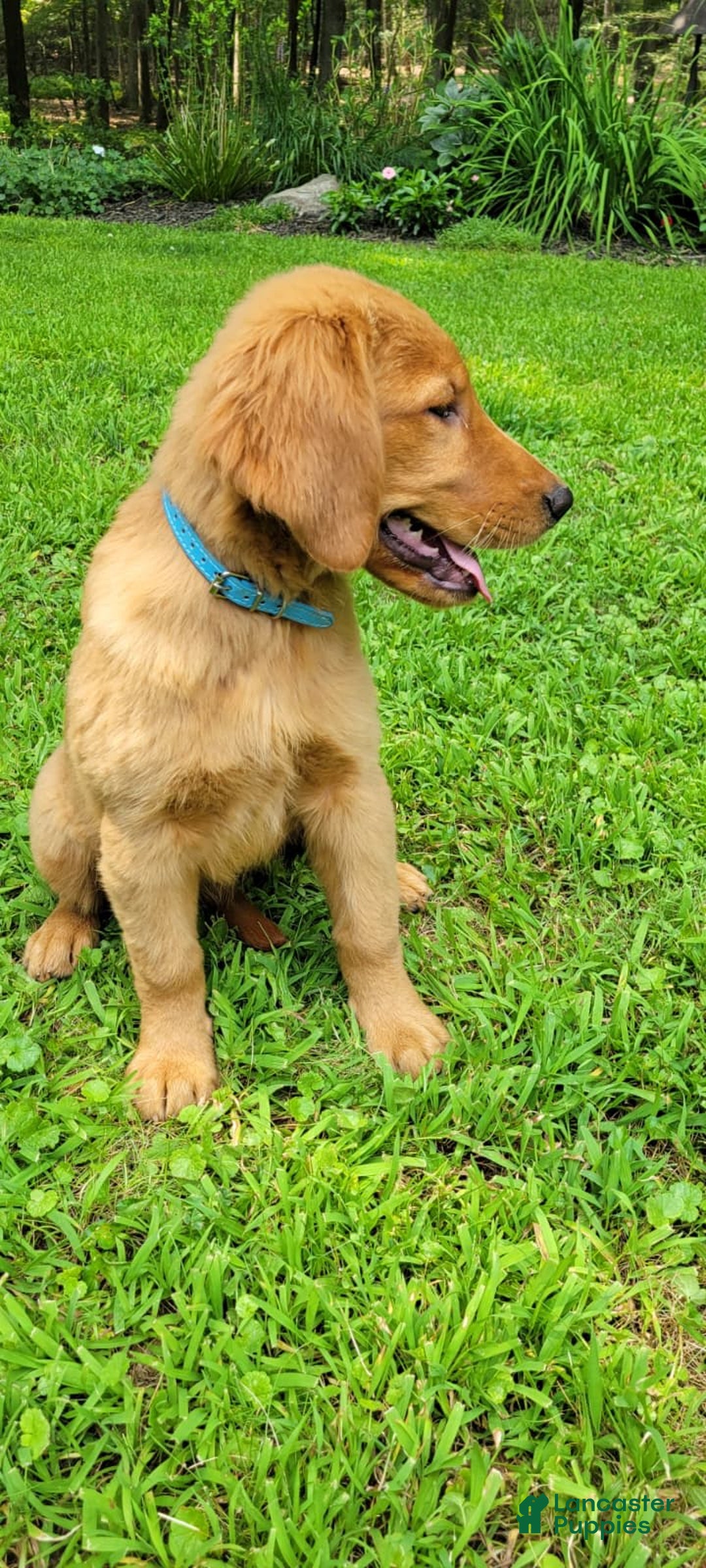 Golden Retriever dogs for sale: Nova - Image 3