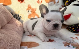 French Bulldog dogs for sale: Bunny - Image 1