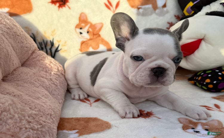 French Bulldog dogs for sale - Ad 1