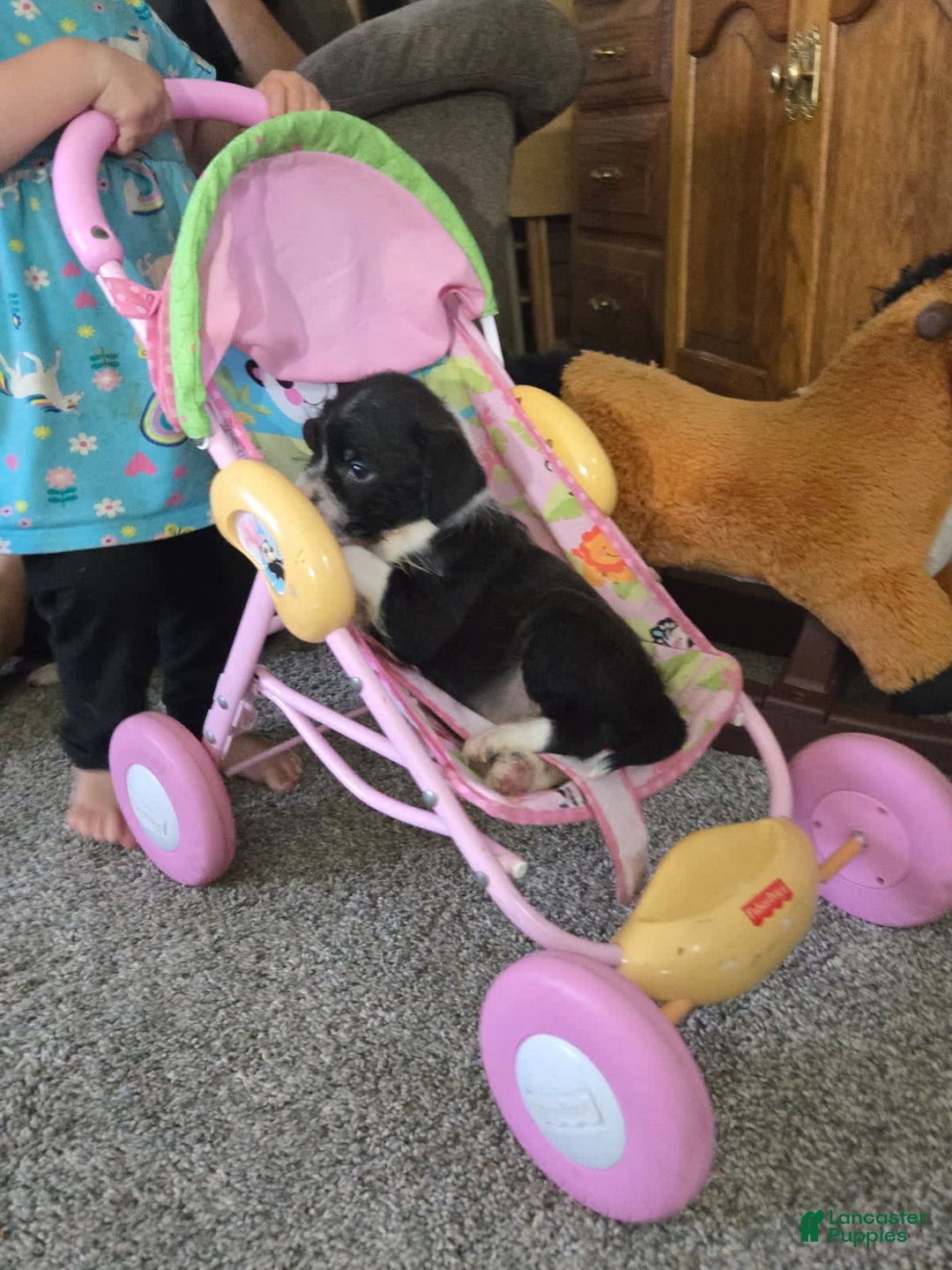 Boston Terrier dogs for sale: Mason - Image 13