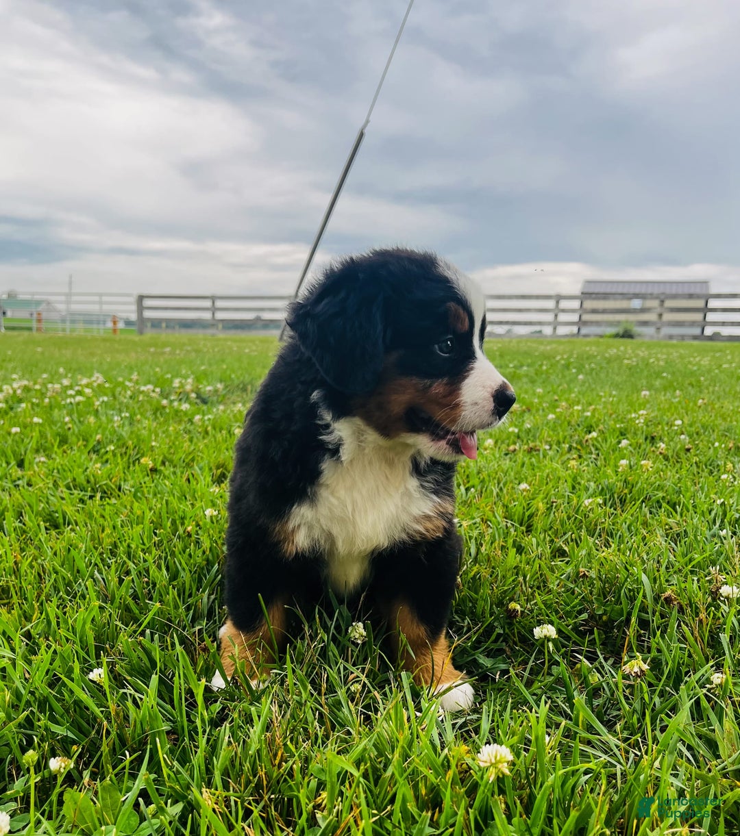 Bernese Mountain Dog dogs for sale: Graciana - Image 9