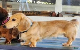 Miniature Dachshund dogs for sale: Ruby - Image 4