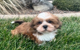 Lhasa Apso dogs for sale: Teddy - Image 6