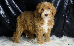 Mini Goldendoodle dogs for sale: Amber - Image 5