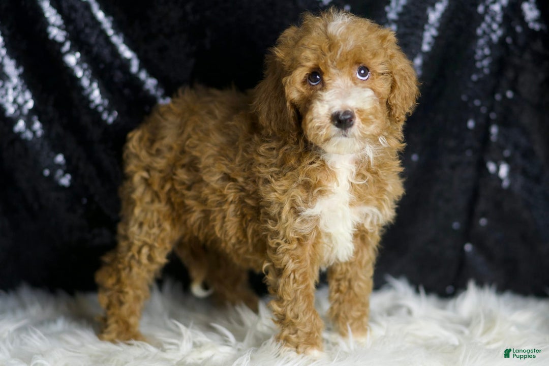 Mini Goldendoodle dogs for sale: Amber - Image 5