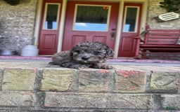 Cavapoo dogs for sale: Rocky - Image 5