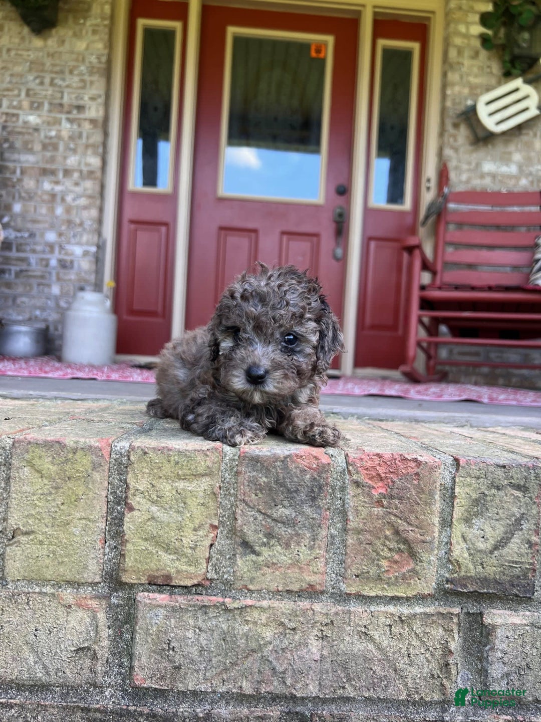 Cavapoo dogs for sale: Rocky - Image 5